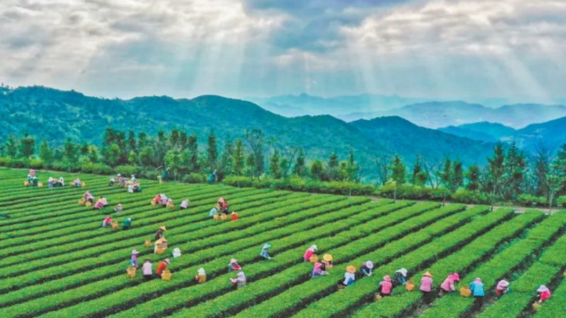 如何选择优质中国农业种植公司？**