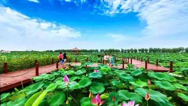 果蔬配送流程：从田间到餐桌的绿色通道