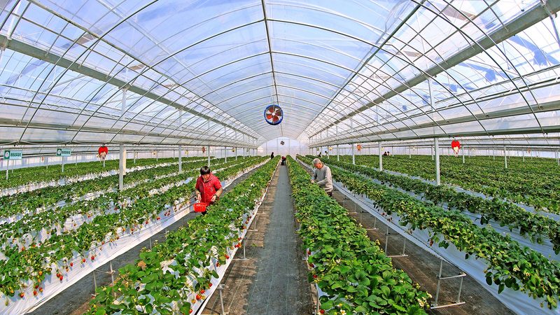 农民种植补贴怎么领