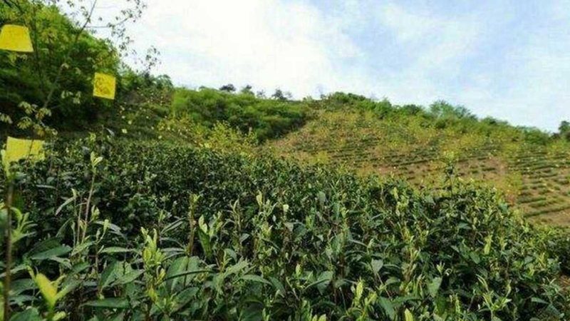 农产品批发供应链管理：规范价格背后的逻辑**