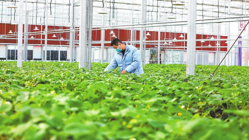 水肥一体机：现代农业的精准灌溉与施肥利器