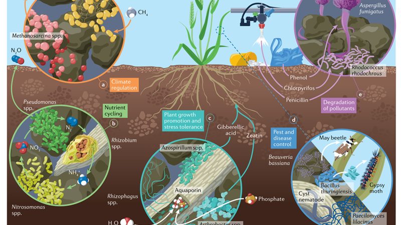 粮食种植产量提升：关键在于科学管理与精准施策
